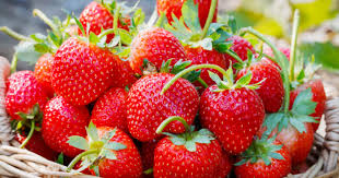 La Fraise Presentation Saison Conservation