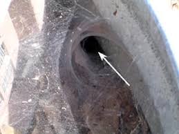 The funnel web spider is a large specimen of arachnid. Spiders In And Around Homes Nc State Extension Publications