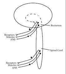 Autoradiographic and liquid scintillation studies. Https Web Duke Edu Histology Mbs Videos Neuro 1 17 20internal 20anatomy 20of 20the 20brainstem 20 24 03 01 17 Internal 20anatomy 20of 20the 20brainstem Notes Pdf