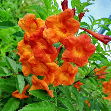 Image result for Tecoma