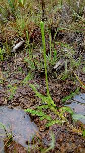 Image result for Lycopodiella