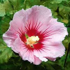 So kommt ihr hibiskus durch den winter. Garten Hibiskus Hambo Im Ca 23 Cm Topf Online Kaufen Bei Gartner Potschke