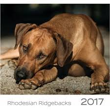 Image result for rhodéský ridgeback