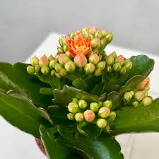 Image result for Kalanchoe rosalina