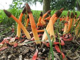 Image result for Mutinus caninus