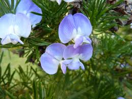 Image result for Psoralea