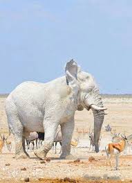 White Elephant Albino Animals Rare Albino Animals Animals