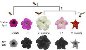 Pollinators And Petunias Free Association