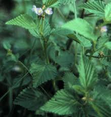 Image result for Malvastrum coromandelianum