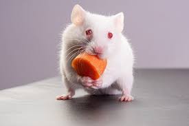But that's a rabbit's job! Can Hamsters Eat Carrots We Re All About Pets