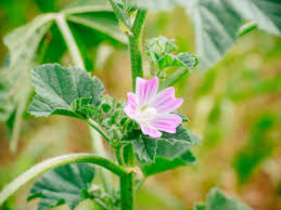 The plant, althaea officinalis, is a perennial flowering herb that grows in wet, marshy areas, and we can thank it for the marshmallows we the marshmallow plant has a history of use in herbal medicine. Mallow Weed The Wild Edible That S Also A Love Potion