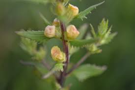 Image result for Alectra sessiliflora