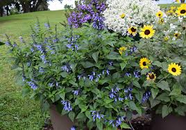 Perennial flowers for sun wisconsin. 20 Plants That Like Full Sun Heat Heat Tolerant Plants Proven Winners