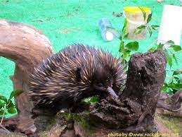 The Australia Zoo In 2020 Australian Wildlife Wildlife Conservation Projects Australian Animals
