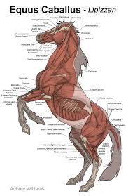 Horse Anatomy Muscles Horse Muscle Study 11in X With Images Horse Anatomy Horses Animal Drawings