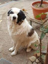 AnimalePierdute | Câini Rasa Ciobănesc românesc carpatin | Adoptie,  Pierduți, Găsiți 2025