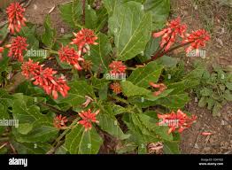 Image result for Erythrina zeyheri