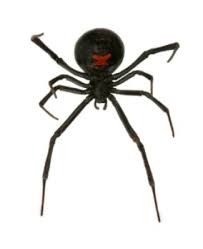 Learn how to get rid of spiders and keep them out in six simple steps. Getting Rid Of Black Widow Spiders Thriftyfun