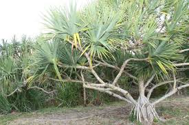 Image result for Pandanus utilis