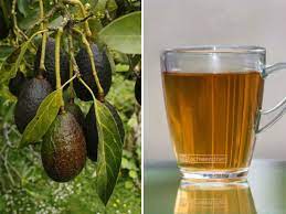Te De Hojas De Aguacate Seca