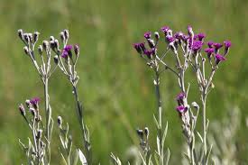 Image result for Vernonia natalensis