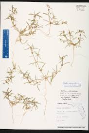 Image result for Gisekia