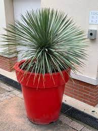 We did not find results for: 5 Superbes Plantes Grasses Exterieur Resistant Au Gel 1 Bonus
