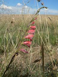 Image result for Gladiolus crassifolius