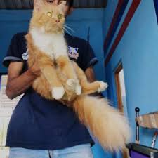 Kucing maine coon adalah salah satu jenis kucing ras yang diminati oleh pecinta kucing. Kucing Jenis Maine Coon Mix Persia Shopee Indonesia