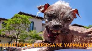 Kuduz Kopek Isirinca Ne Yapmaliyiz