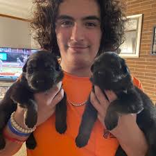 German Shepherd puppy for sale in Lexington Kentucky area?