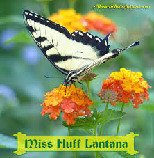 In attracting butterflies to your garden, it's important to understand what they want most out of life: Butterfly Plants List Butterfly Flowers And Host Plant Ideas