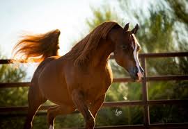 See more ideas about old barns, country life, country barns. Horse Boarding In Weatherford Texas Parker County