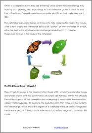 Life Cycle Of A Butterfly Pdf