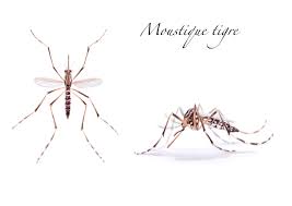 Où placer vos pièges à larves aqualab, comment les entretenir ? Moustiques Tigres Comment S En Debarrasser