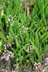 Image result for Ledebouria cooperi