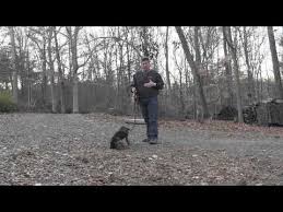Maybe you would like to learn more about one of these? German Shorthaired Pointer Puppy Training Winston Salem Nc Pointer Puppies German Shepherd Puppies Training Puppy Training