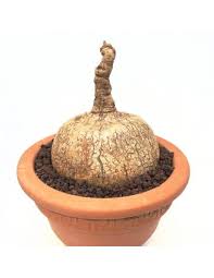 Image result for Ipomoea bolusiana