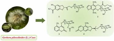 Image result for Gerbera piloselloides