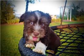 We pair havanese breeders with great folks like you. Havanese Puppies For Sale From Reputable Dog Breeders