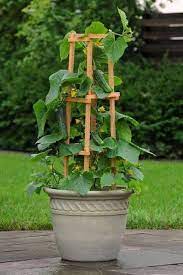 Cultiver les courgettes dans un pot variété de courgettes ou de courgettes. Les 20 Legumes Les Plus Faciles A Faire Pousser En Pot
