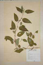 Image result for Corchorus aestuans