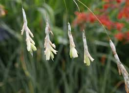 Image result for Dierama formosum