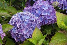 Hydrangea Macrophylla Mathilda Gutges Has Large Heads Of Blue Or Pink Flowers A Fairly Compact Habit As With M Hydrangea Macrophylla Pink Flowers Hydrangea