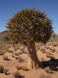 Image result for Aloidendron