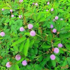 Image result for Mimosa pudica