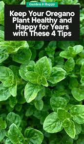Keep Your Oregano Plant Healthy And Happy For Years With These 4 Tips Garden And Happy
