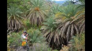 Datça hurması datça'nın meşhur soğuksu virajlarının olduğu bölgenin kuzey ve güney taraflarındaki vadilerde toplu olarak görülüyor. Datca Hurmasi