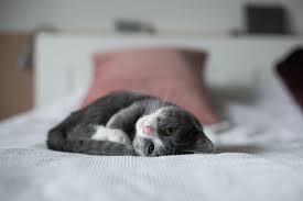 Körperlich ganz ausgewachsen sind sie ab ca 1em jahr, bei manchnen langhaarrassen ist die rein körperkliche entwicklung erst nach 4 jahren abgeschlossen. Wann Ist Die Katze Ausgewachsen Hundkatz De