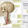 Principles of clinical pharmacology.pdf 7. 1